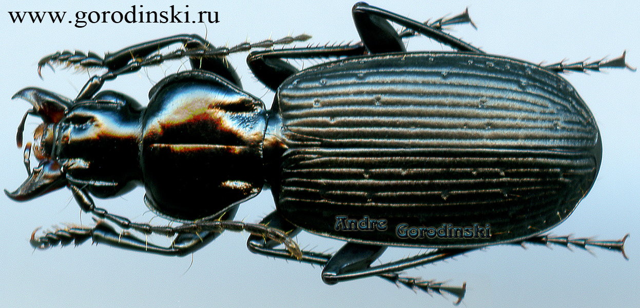 http://www.gorodinski.ru/carabidae/Myosodus variabilis.jpg